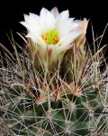 Sclerocactus Wrightiae