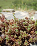 Sedum albertii