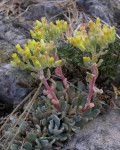 Sedum albomarginatum