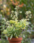 Sedum alexanderi