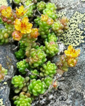 Sedum alpestre