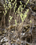 Sedum amplexicaule