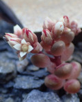 Sedum andegavense