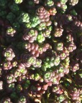 Sedum Divergens