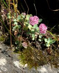 Sedum Ewersii