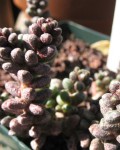 Sedum Furfuraceum