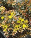 Sedum Hakonense