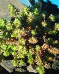 Sedum Moranense