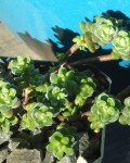 Sedum Oaxacanum