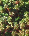 Sedum Oreganum