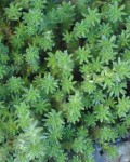 Sedum Sexangulare