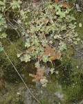 Sedum Spathulifolium