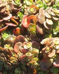 Sedum Tetractinum