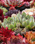 Sempervivum