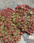 Sempervivum montanum