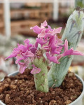 Senecio articulatus f. variegatus