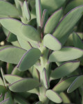 Senecio crassissimus