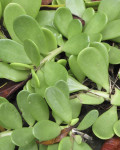 Senecio jacobsenii