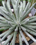 Senecio scaposus