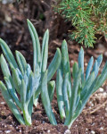 Senecio serpens