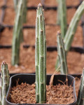 Senecio stapeliiformis