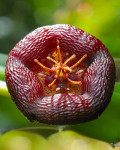 Stapelia engleriana