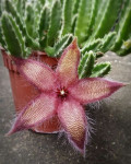 Stapelia gettleffii