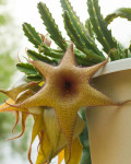 Stapelia gigantea