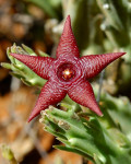 Stapelia kwebensis