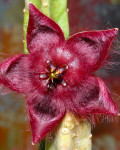 Stapelia Obducta