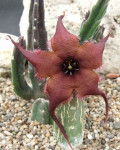 Stapelia pillansii