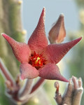 Stapelia surrecta