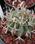 Stenocactus Coptonogonus