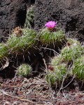 Stenocactus Crispatus