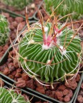 Stenocactus Multicostatus