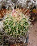 Stenocactus Obvallatus