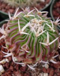 Stenocactus Phyllacanthus