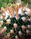 Stenocactus Sulphureus