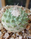 Strombocactus Disciformis