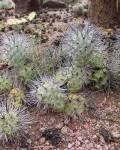 Tephrocactus Aoracanthus