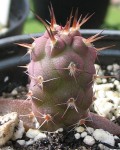 Tephrocactus Geometricus