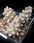 Tephrocactus Molinensis