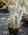 Tephrocactus Weberi