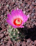 Thelocactus Bicolor