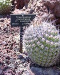 Thelocactus Conothelos