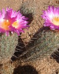 Thelocactus Hastifer