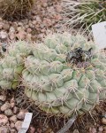 Thelocactus Hexaedrophorus