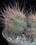 Thelocactus Lausseri