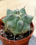 Thelocactus Multicephalus