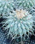 Thelocactus Rinconensis